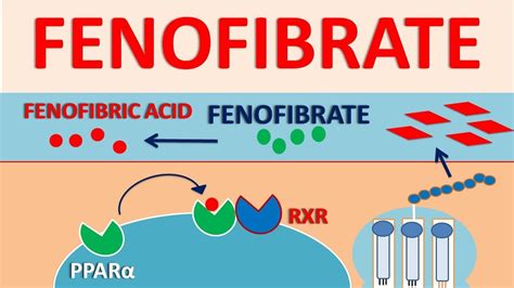 Fenofibrate: Uses, Interactions, Mechanism of Action